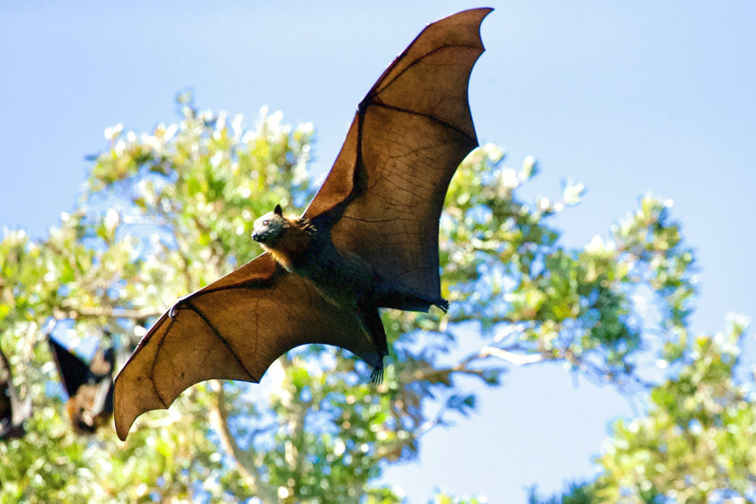 bat