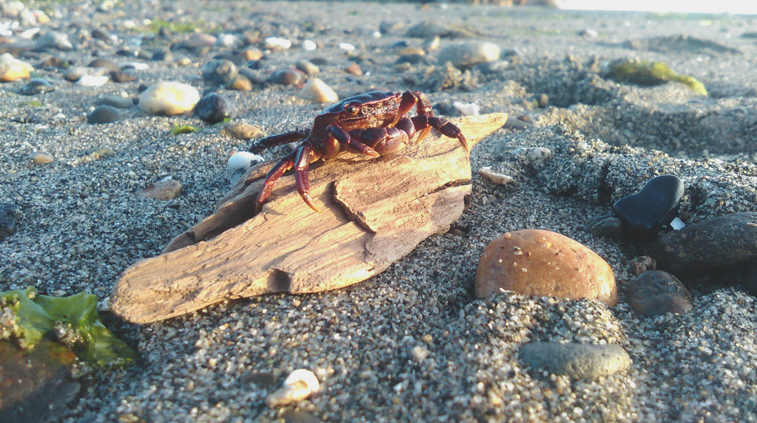 crab