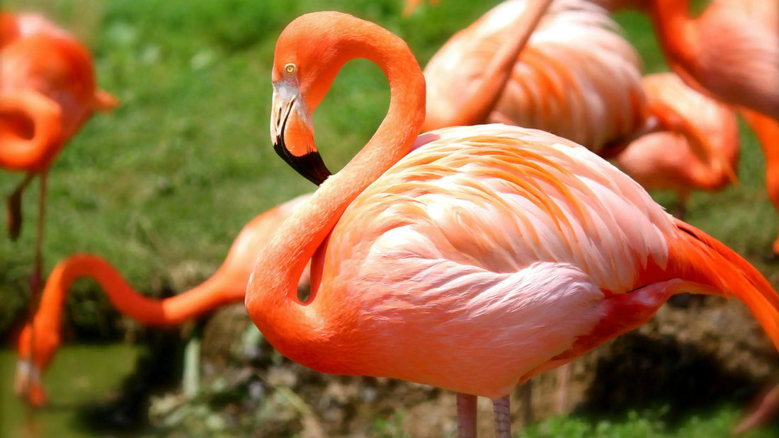 flamingos
