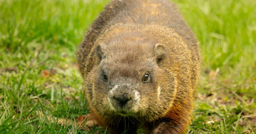 groundhog
