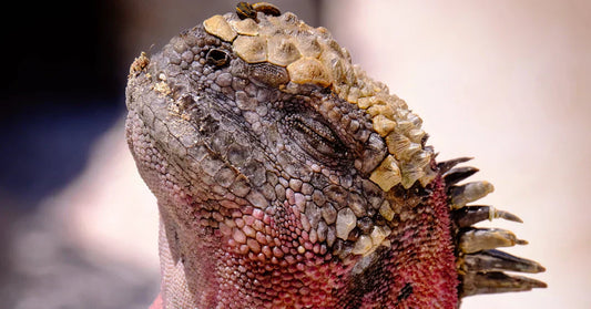 iguana