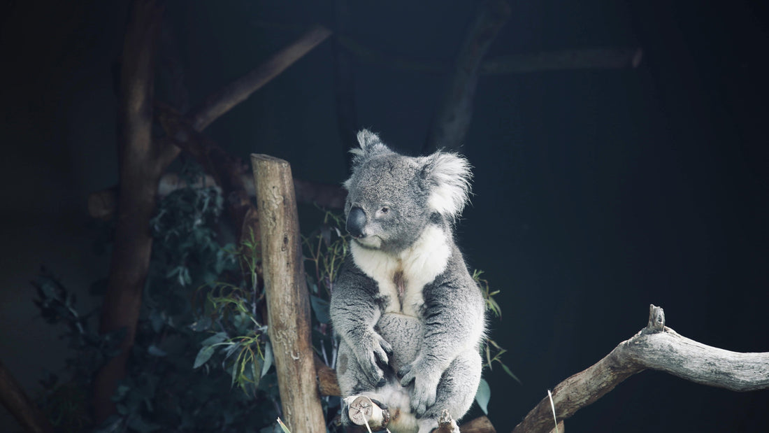 koala bear