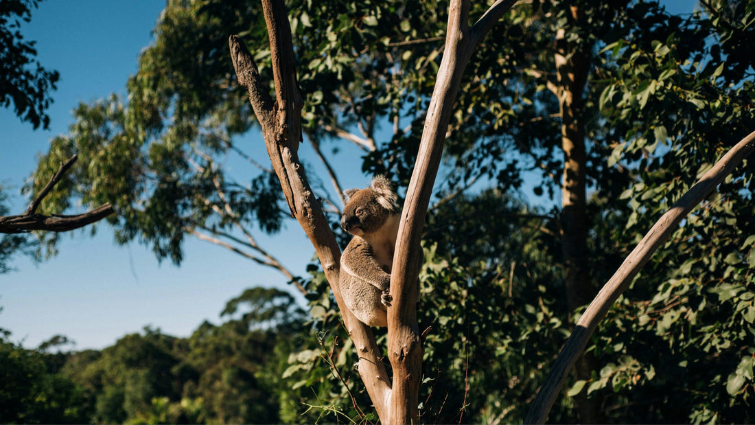 koala
