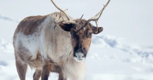 reindeer