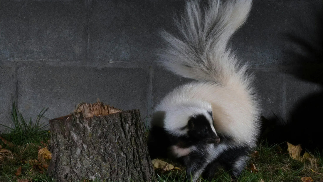 skunk