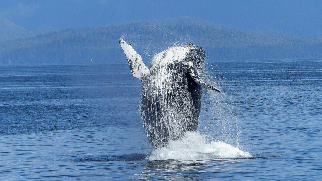 whale