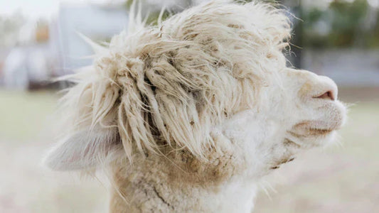 12 Woolly Alpaca Books For Kids