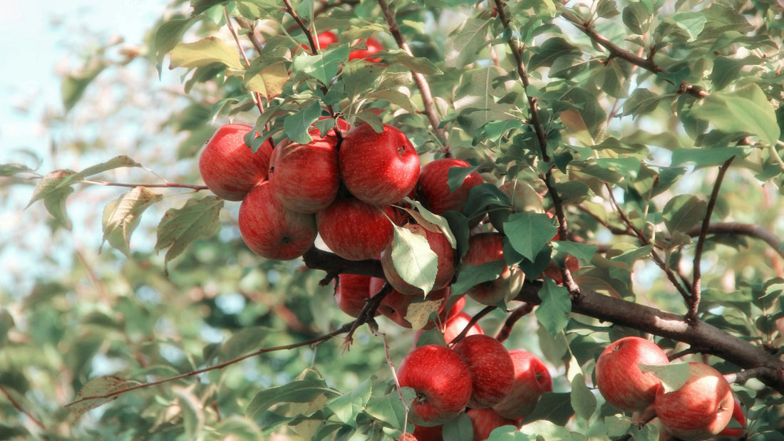 apple tree