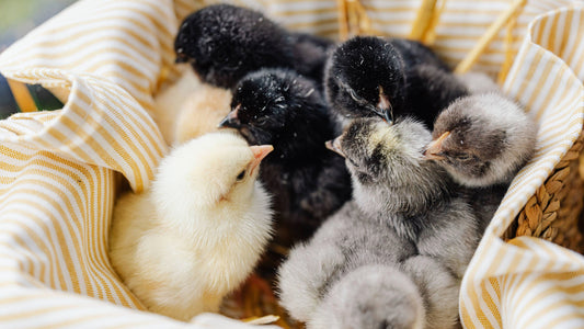 baby chicks on farm