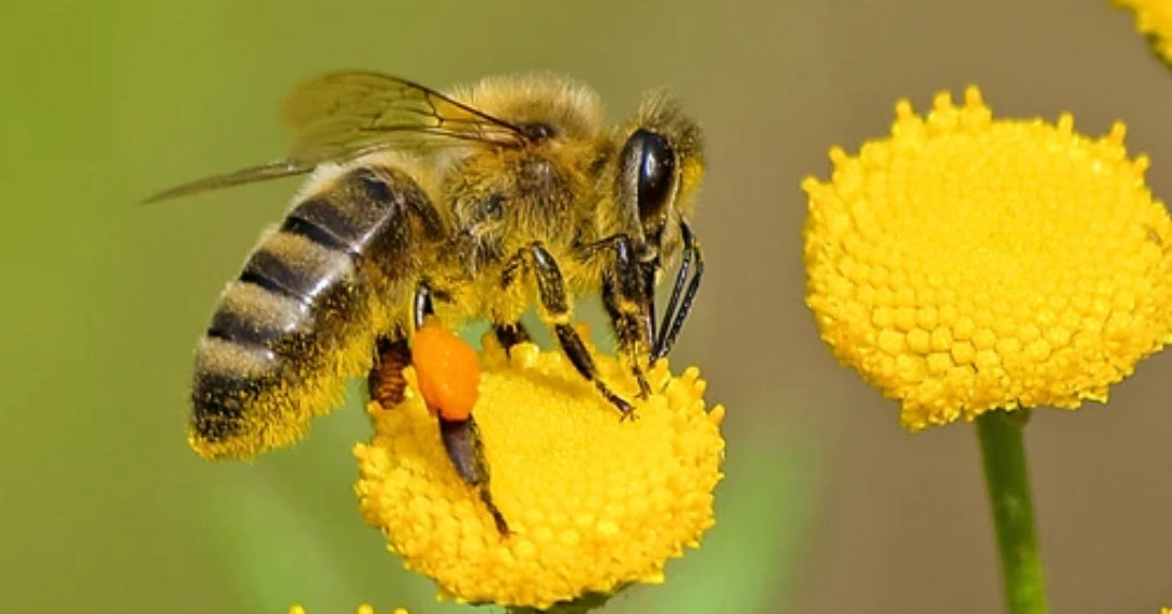 bee