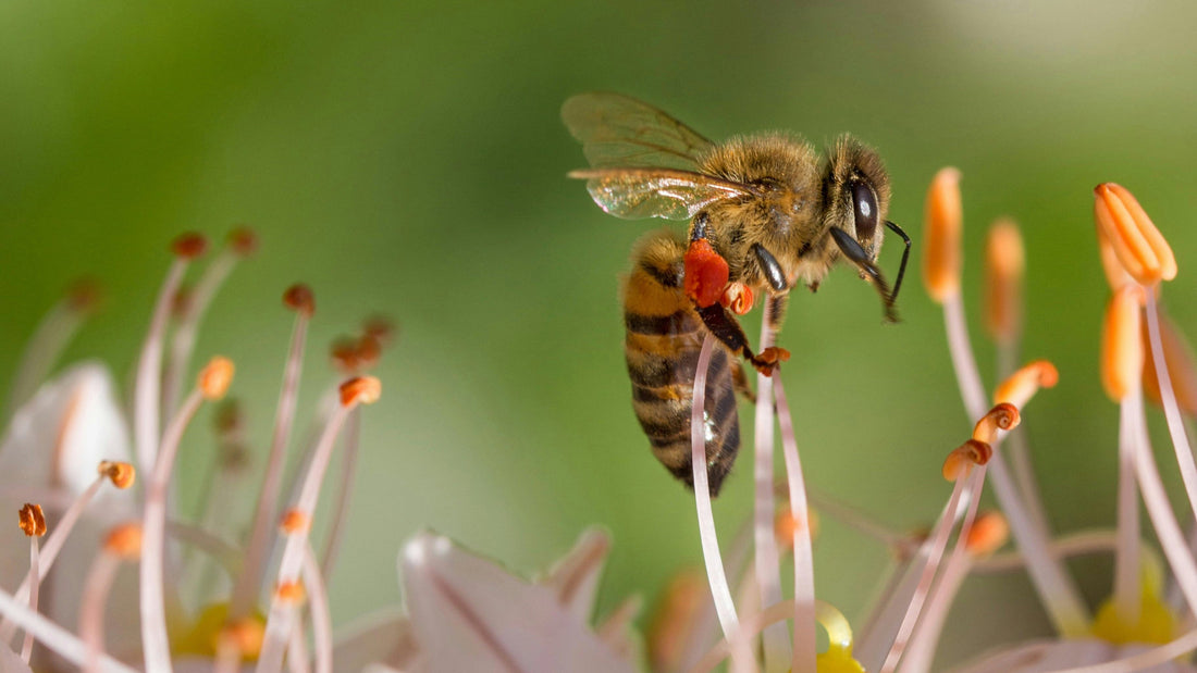 bee