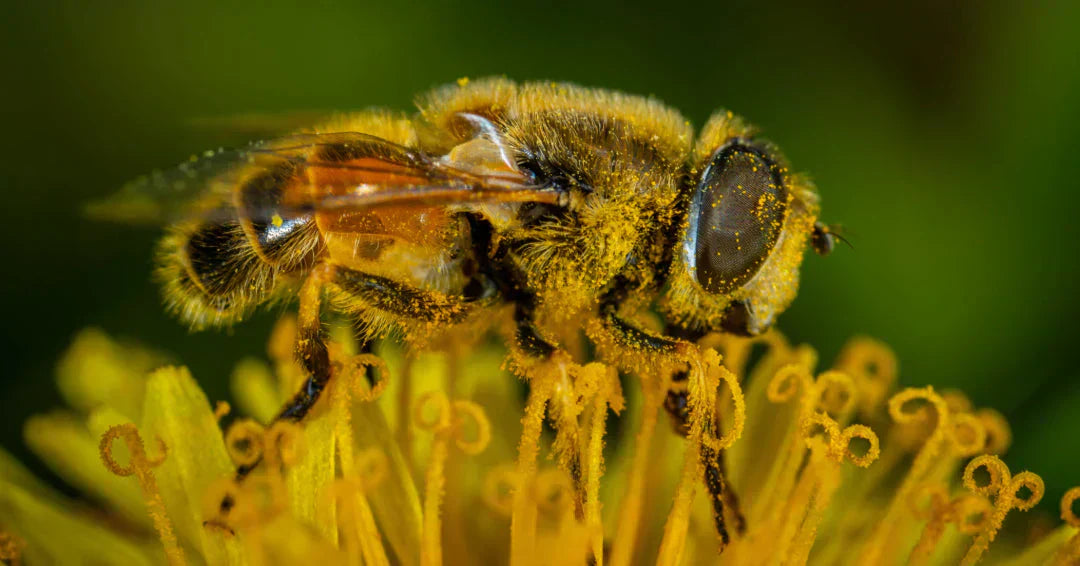 7 Buzz-Worthy Facts About Bees For Kids