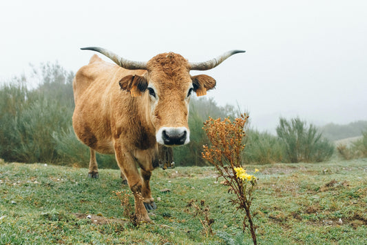 cow