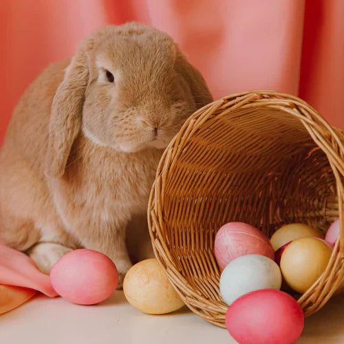 easter bunny