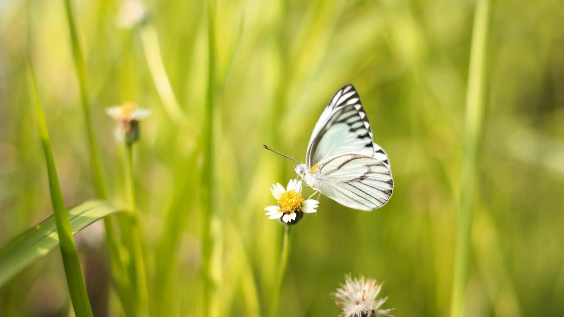 butterfly