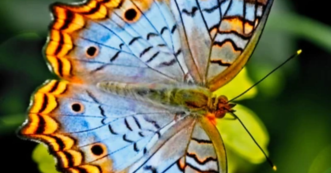 butterfly