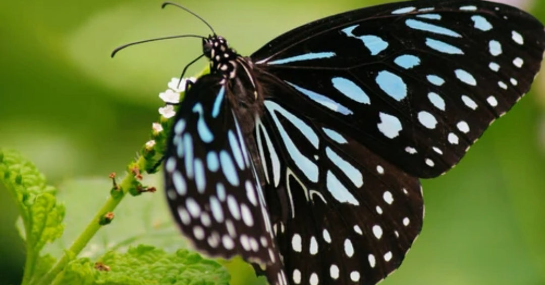 butterfly