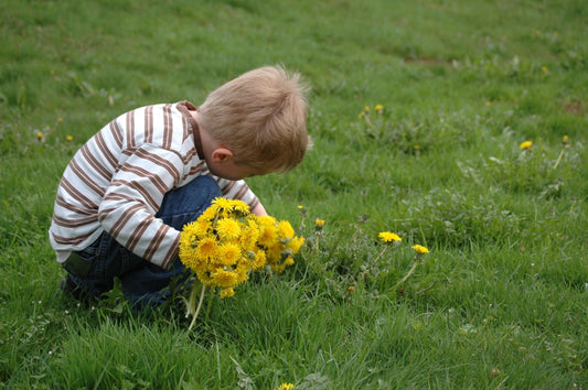 child with dandelions
