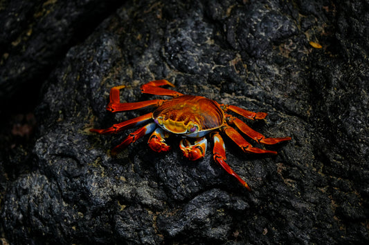 crab