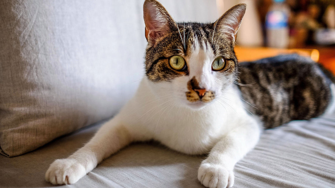 13 Frisky Cat Facts For Kids