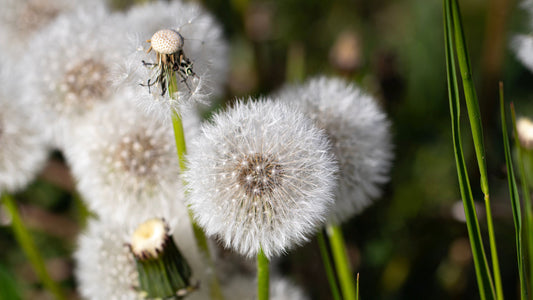 dandelion photo