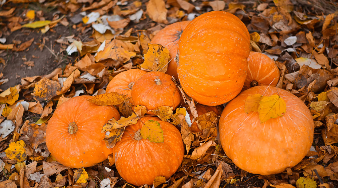 pumpkins