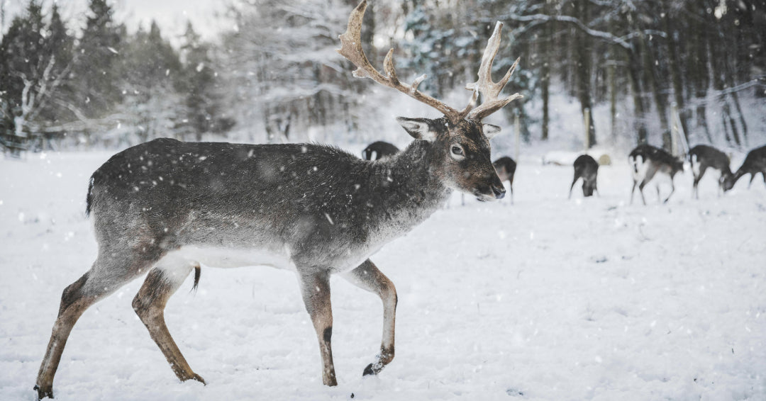 reindeer