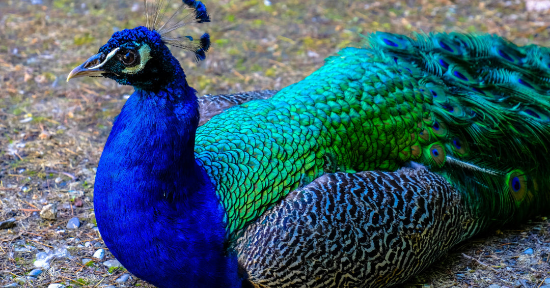 peacock