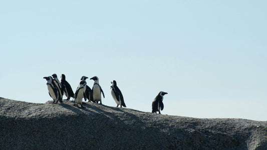 penguins