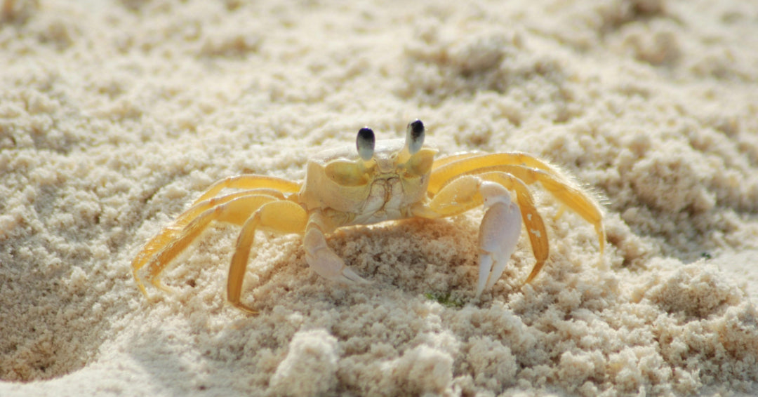 crab