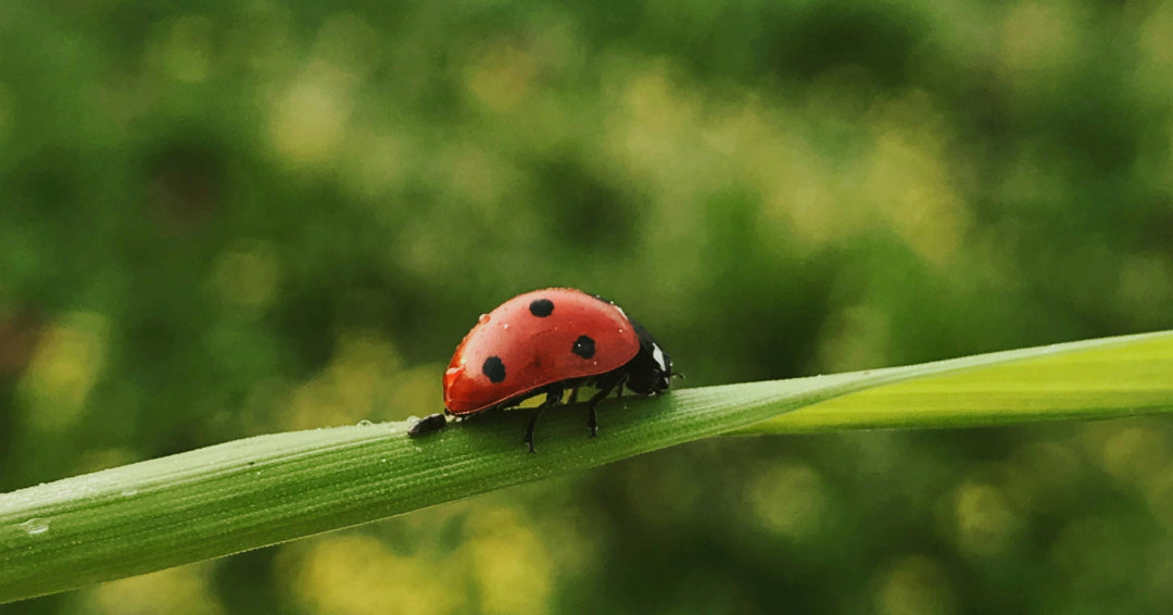 ladybug