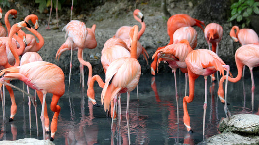 flamingos