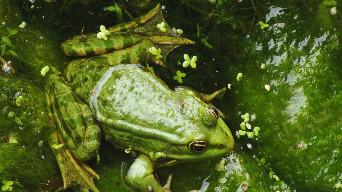 frog