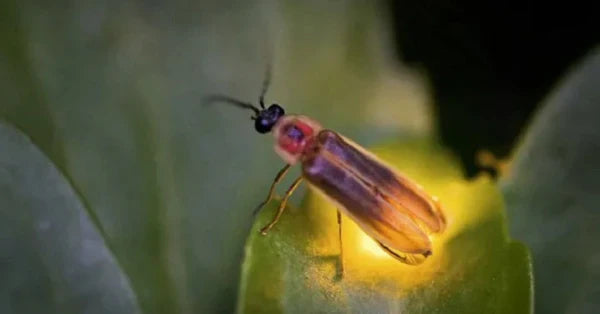 firefly