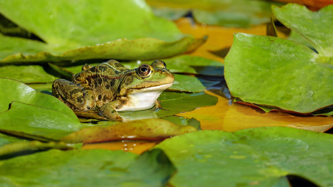 frog on lilypad