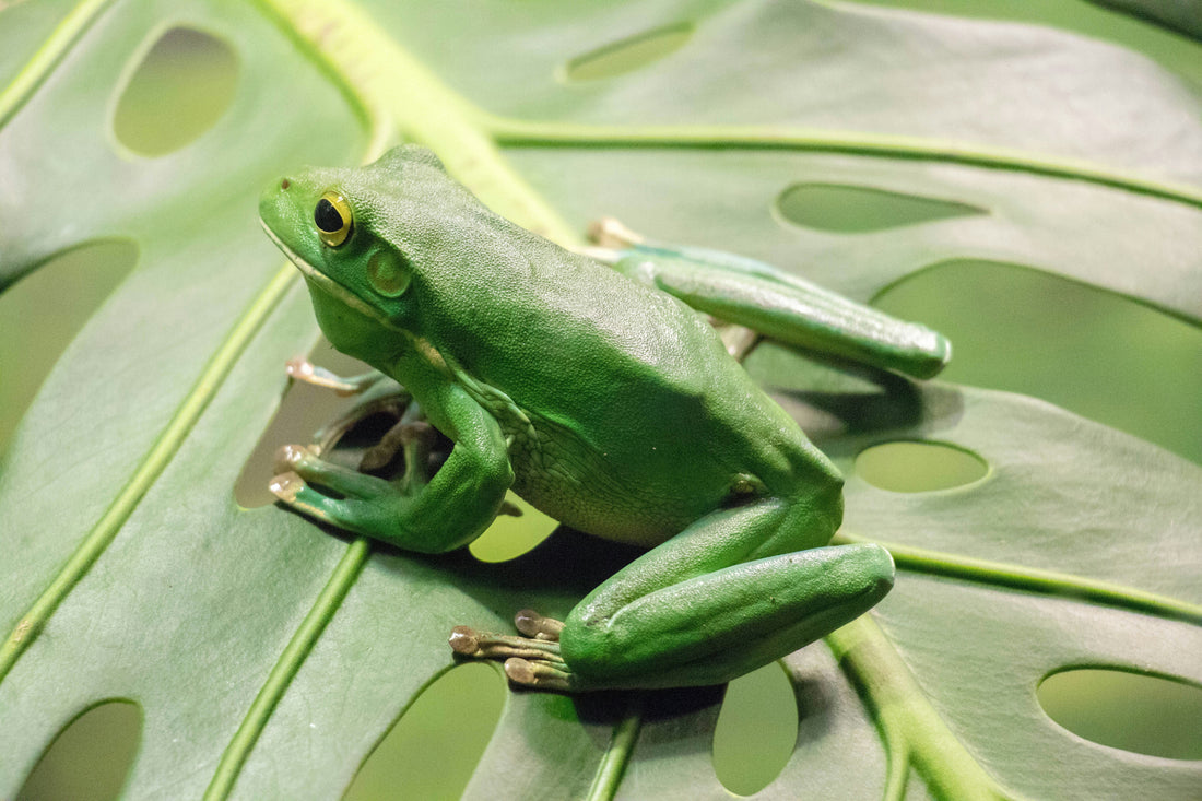 frog on lilypad