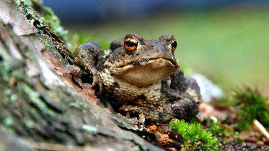 frog