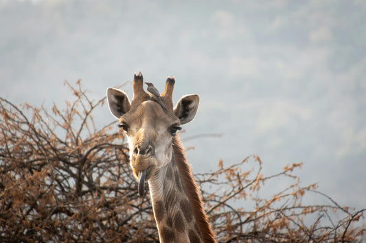 giraffe