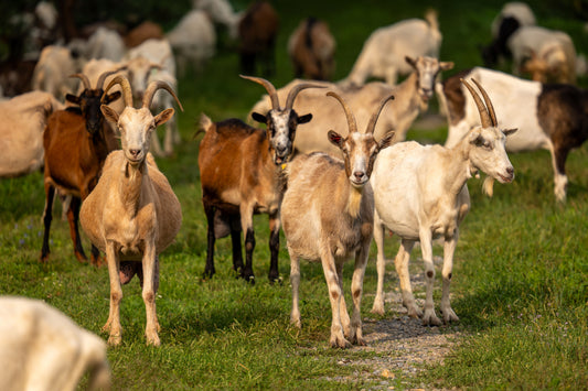 goats