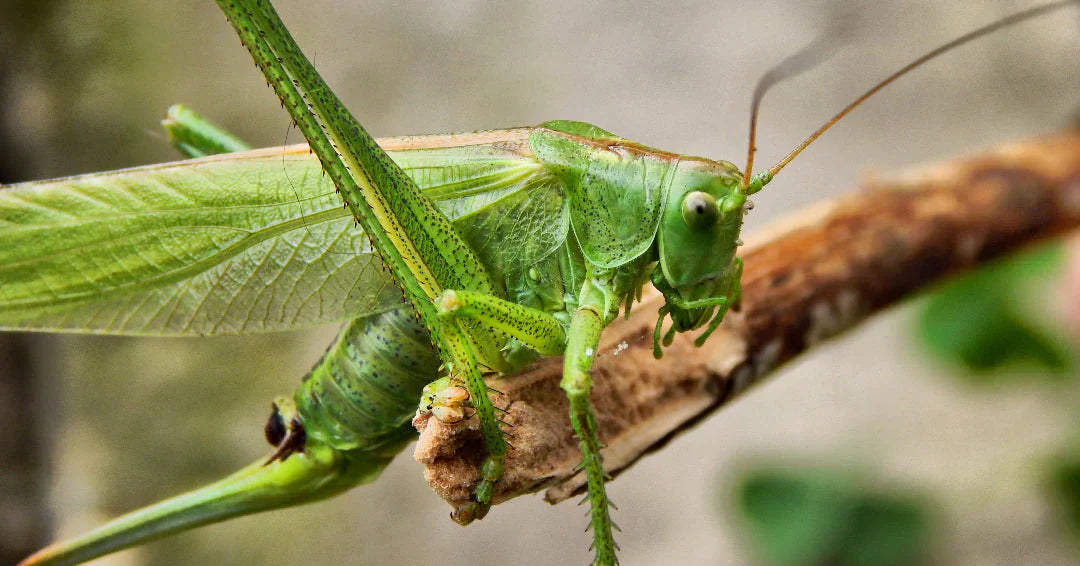 grasshopper