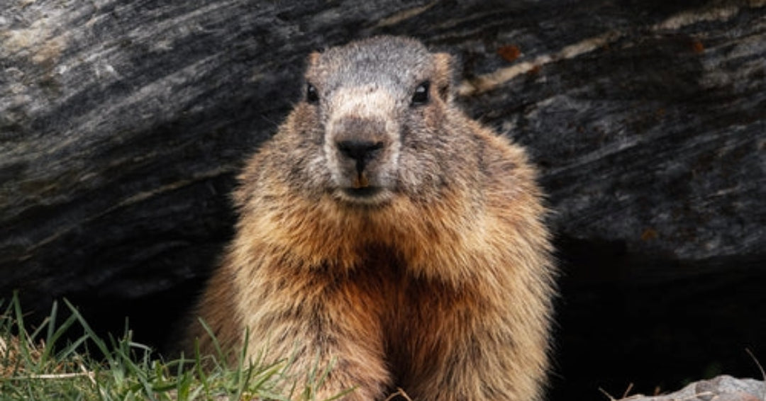 groundhog