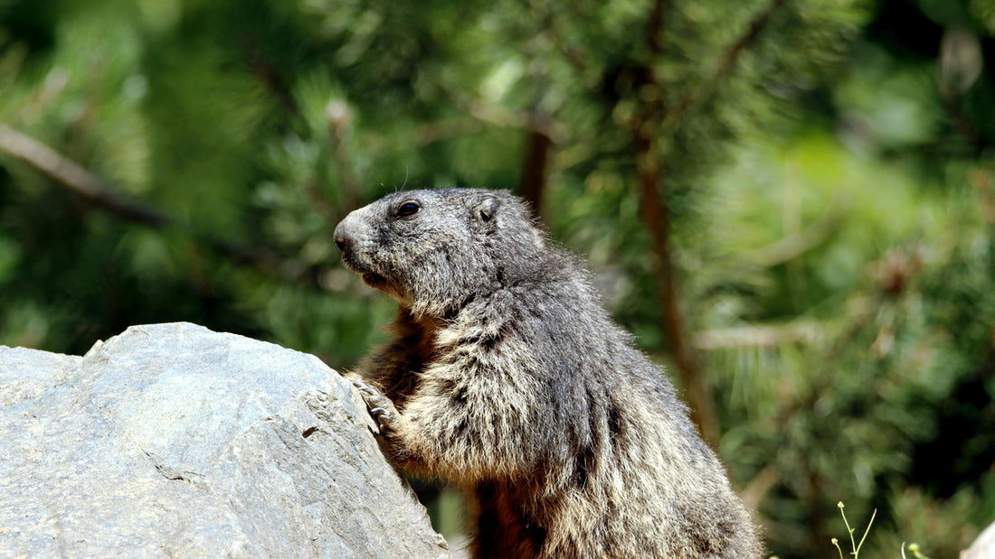 14 Groundhog Stuffed Animals and Gift Ideas