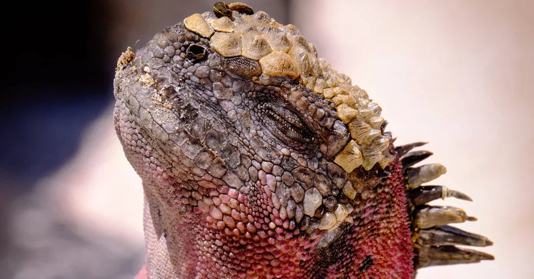 iguana