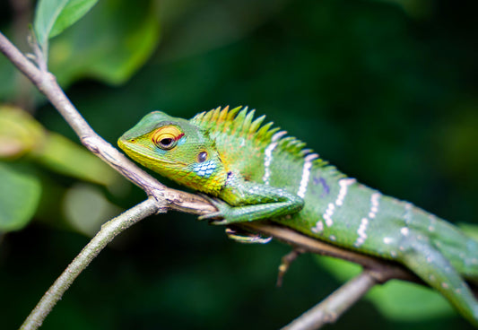 iguana
