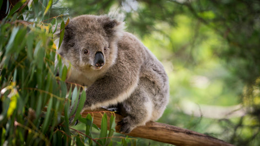 koala