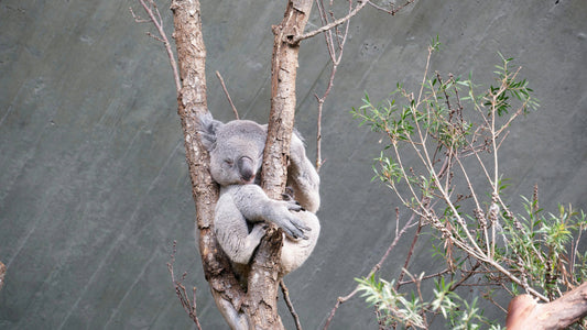 koala