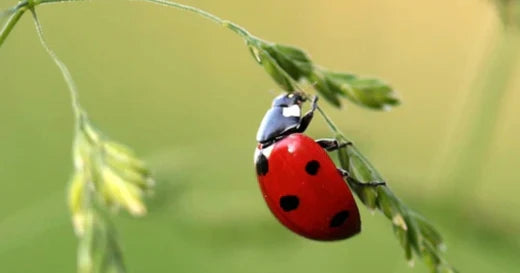 ladybug