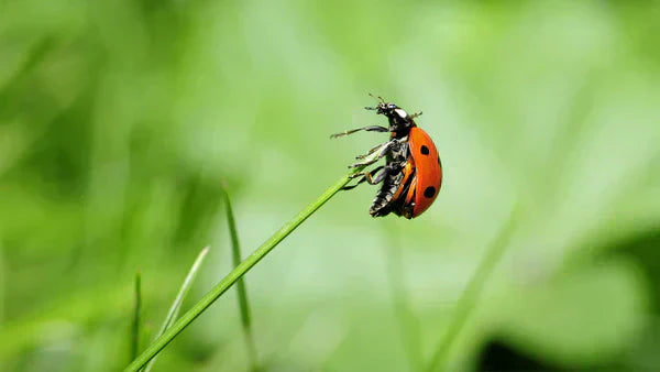 ladybug