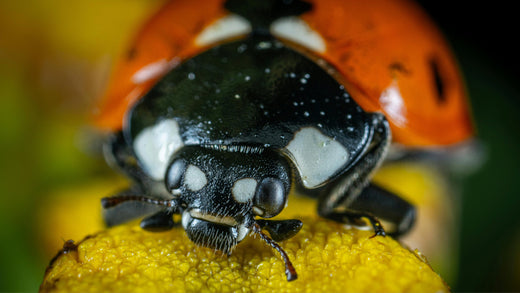 ladybug
