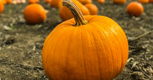 pumpkin patch